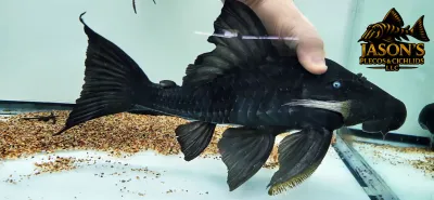 Blue Eyed Royal Pleco - (Panaque cochliodon)