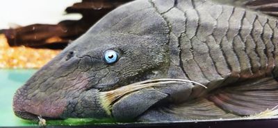 Blue Eyed Royal Pleco - (Panaque cochliodon)