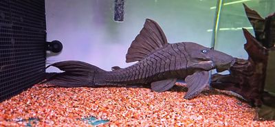 Blue Eyed Royal Pleco - (Panaque cochliodon)