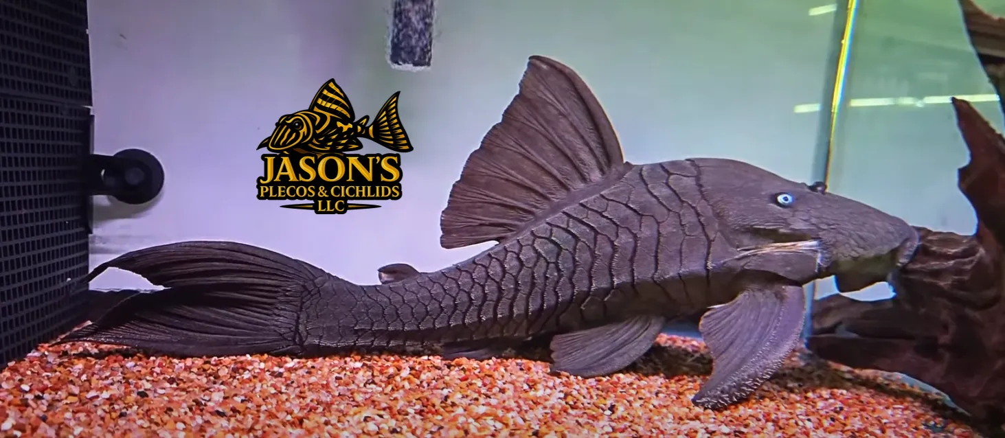 Blue Eyed Royal Pleco - (Panaque cochliodon)