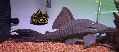 Blue Eyed Royal Pleco - (Panaque cochliodon)