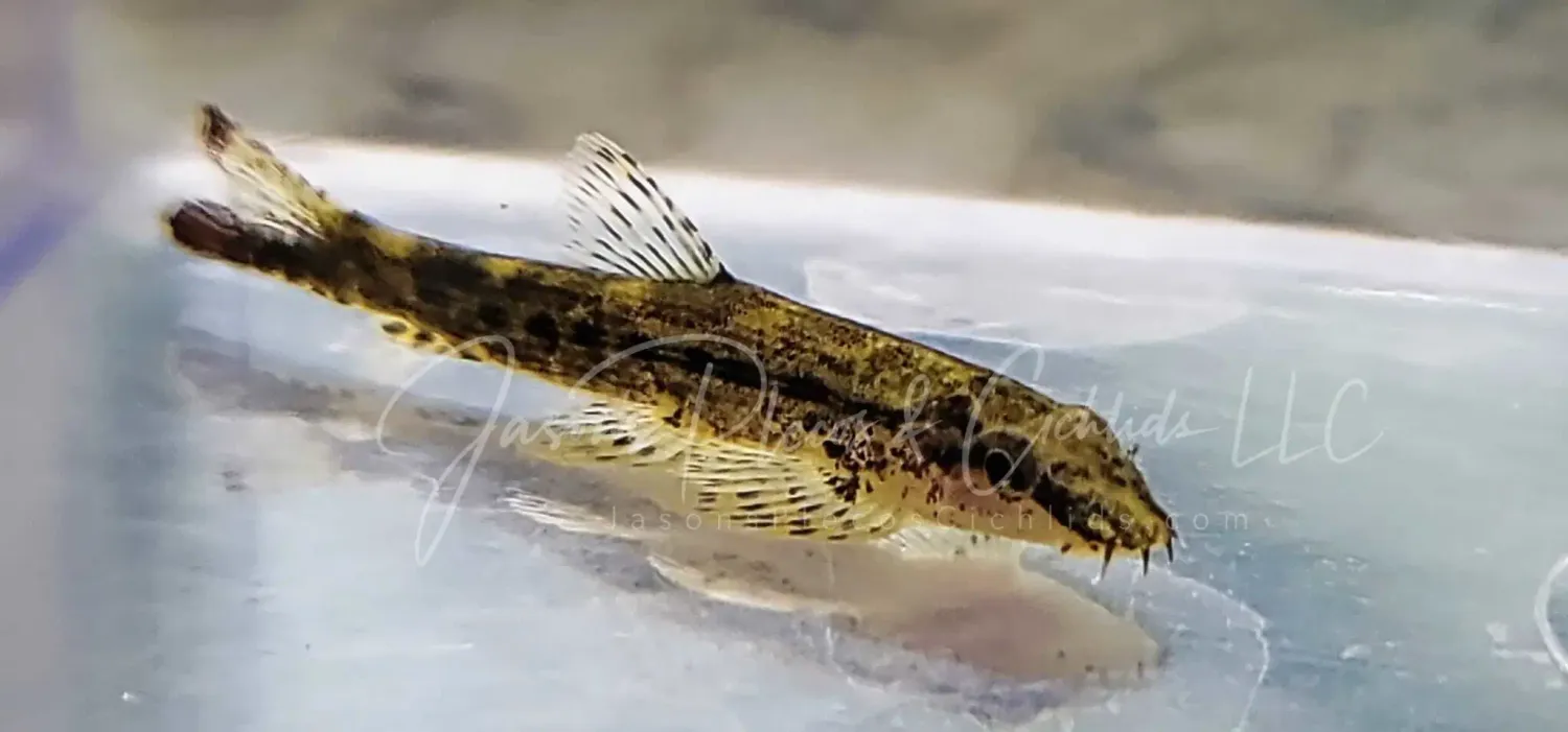 Panther Loach - (Lepidocephalichthys cf. guntea)