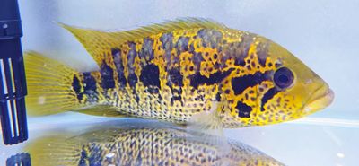 Yellowjacket Cichlid - (Parachromis Friedrichsthalii)