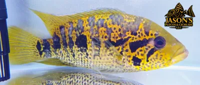 Yellowjacket Cichlid - (Parachromis Friedrichsthalii) Yellowjacket Cichlid - (Parachromis Friedrichsthalii)