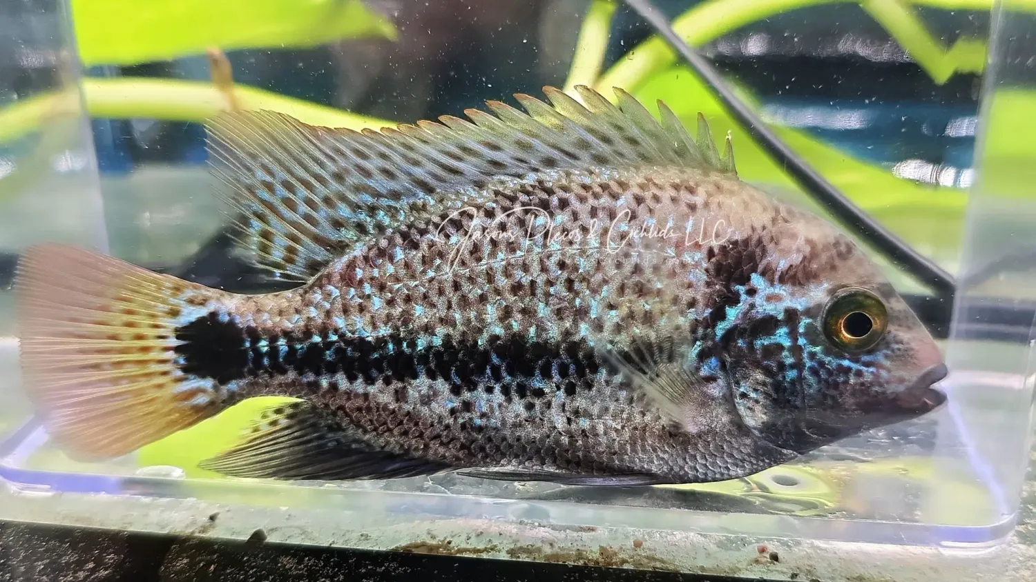Zonatus Cichlid/Oaxaca Cichlid - (Vieja Zonata)