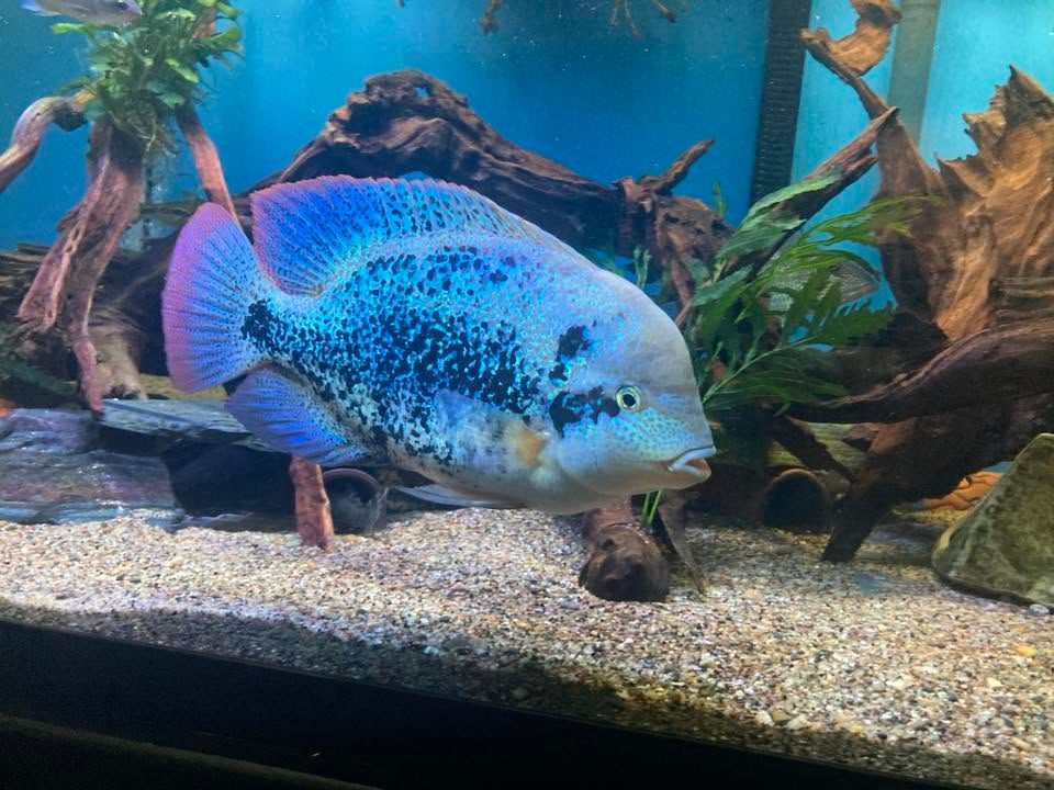 Zonatus Cichlid/Oaxaca Cichlid - (Vieja Zonata)