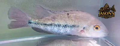 Papaloapan Cichlid - (Paraneetroplus Nebuliferum)