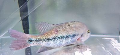 Papaloapan Cichlid - (Paraneetroplus Nebuliferum)