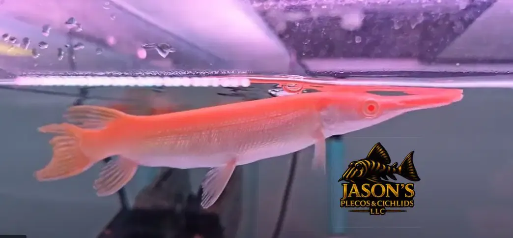 Albino Golden Alligator Gar - (Atractosteus Spatula)