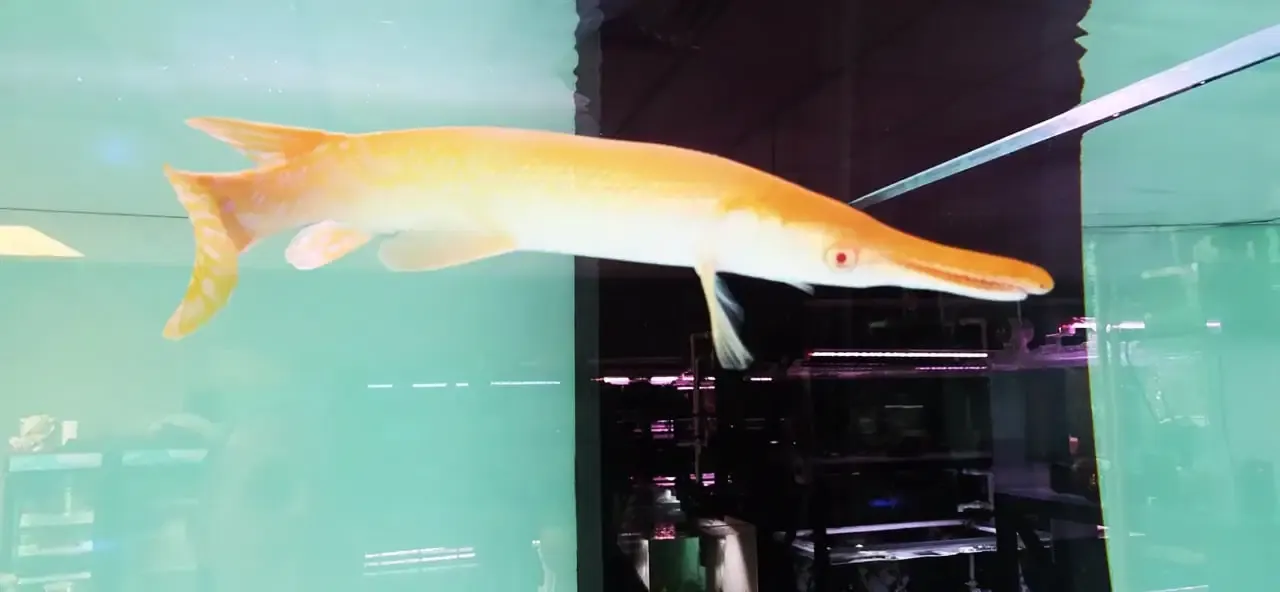 Albino Golden Alligator Gar - (Atractosteus Spatula)