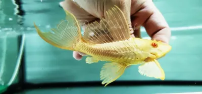 L165  Albino Shortbody Sail Fin Pleco - (Pterygoplichthys gibbiceps)