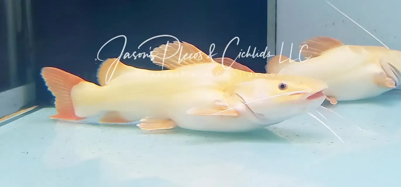 Phantom Redtail Catfish - (Phractocephalus Hemioliopterus)