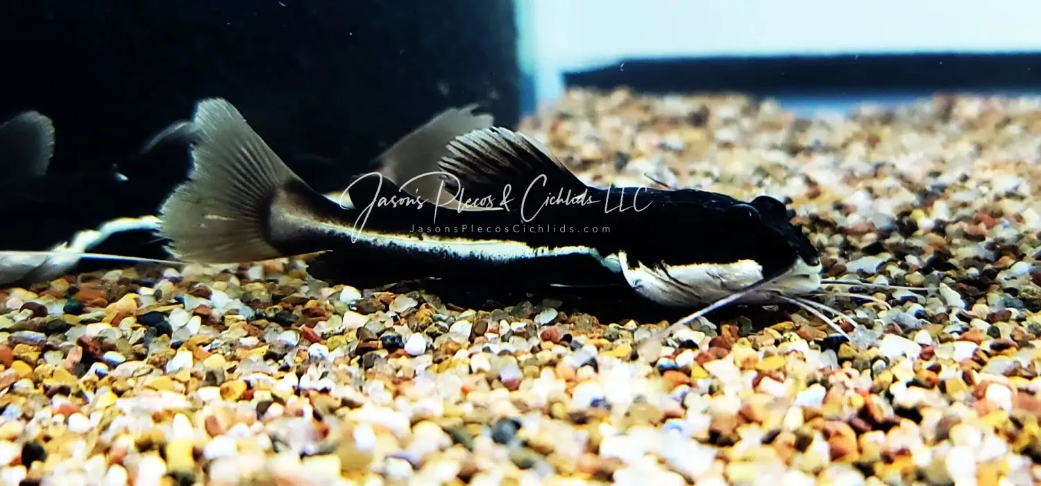 Redtail Catfish - (Phractocephalus Hemioliopterus)