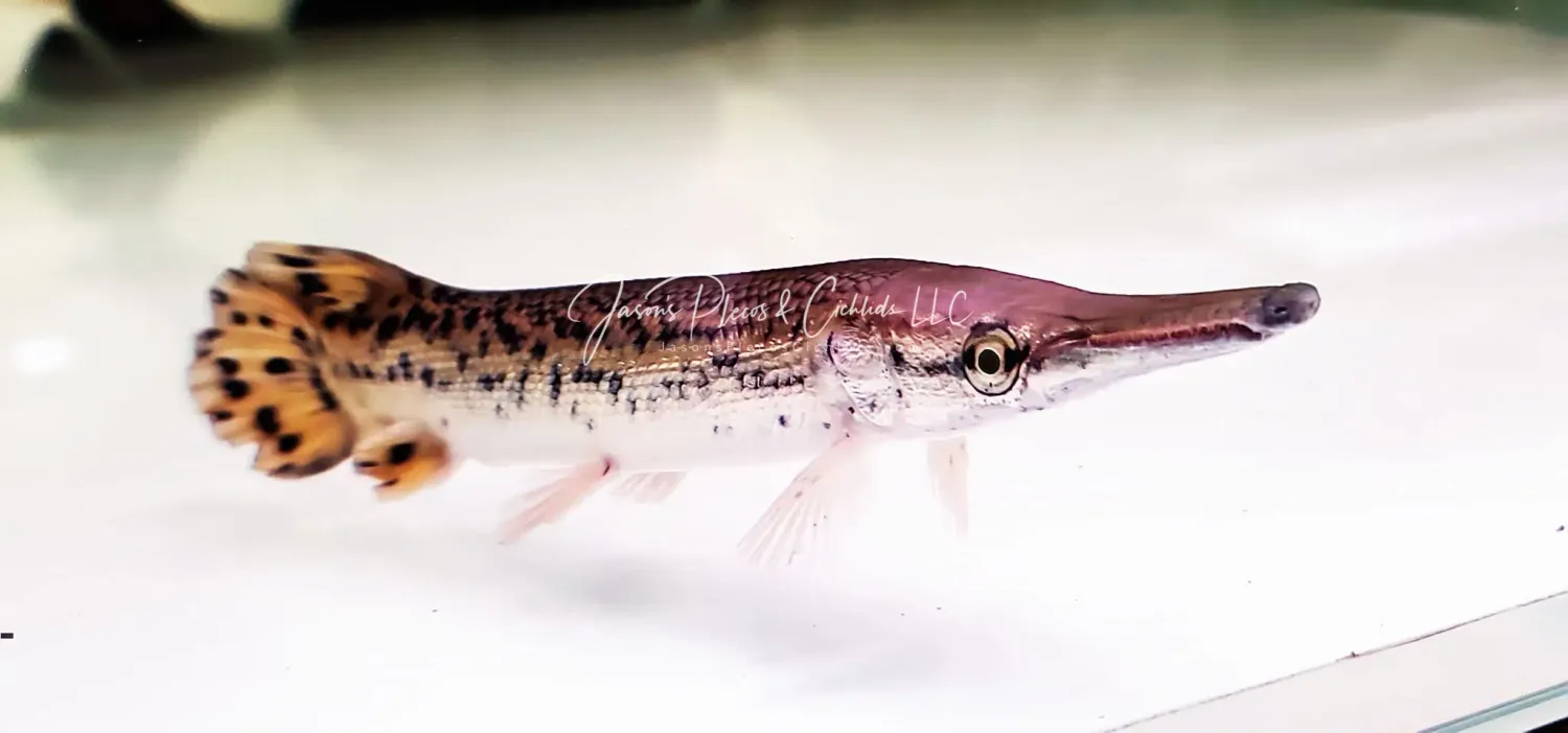 Alligator Gar - (Atractosteus spatula)
