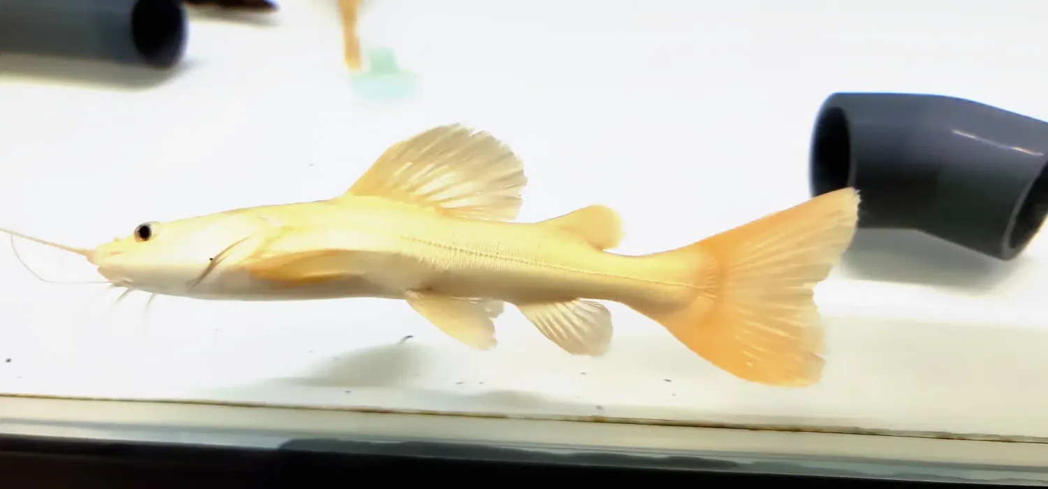 Platinum Redtail Catfish - (Phractocephalus Hemioliopterus)