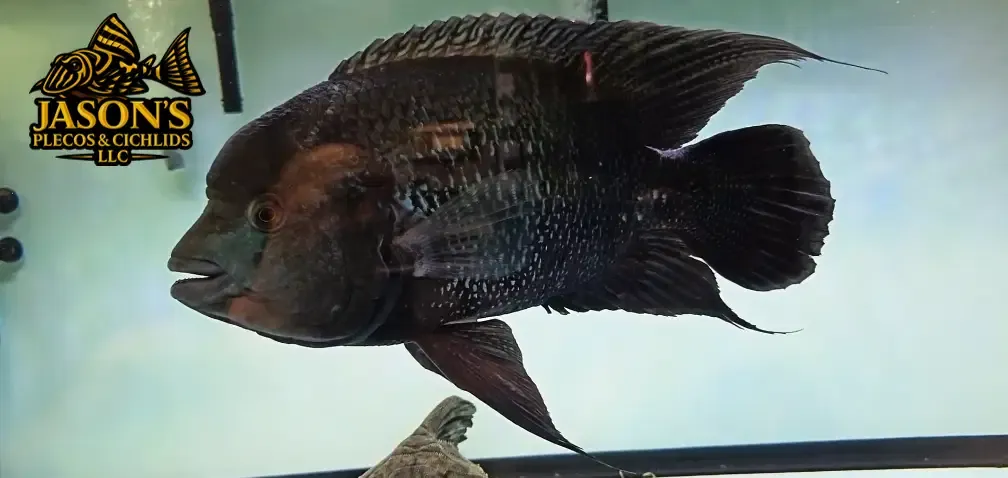 Black Umbee/Turquoise Cichlid - (Kronoheros Umbriferum)