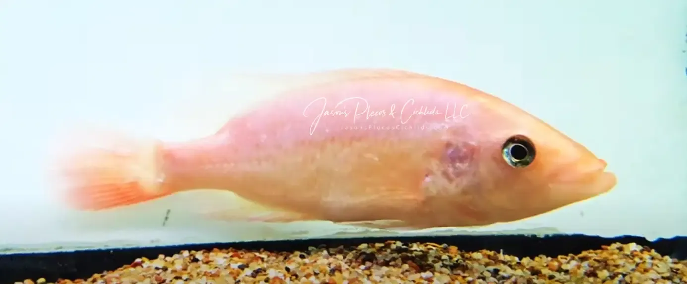 Bay Snook/Red Bay Snook/Green Bay Snook - (Petenia splendida)