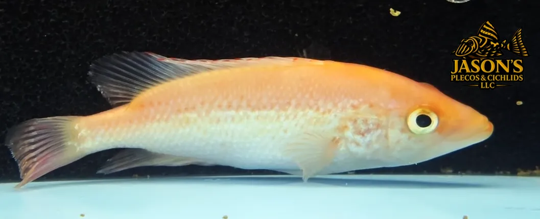 Bay Snook/Red Bay Snook/Green Bay Snook - (Petenia splendida)