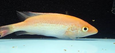 Bay Snook/Red Bay Snook/Green Bay Snook - (Petenia splendida)