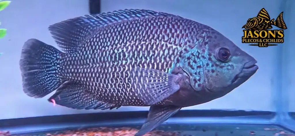 Blue Umbee/Turquoise Cichlid - (Kronoheros Umbriferum)