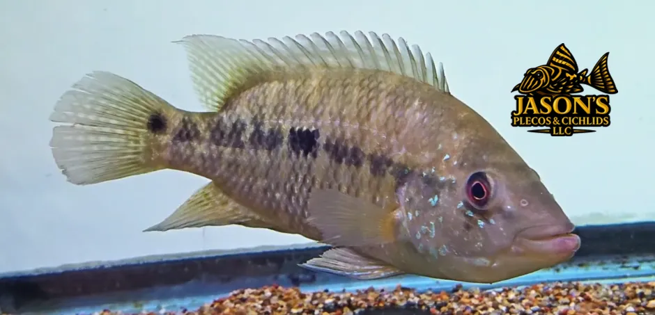 Blue Umbee/Turquoise Cichlid - (Kronoheros Umbriferum)