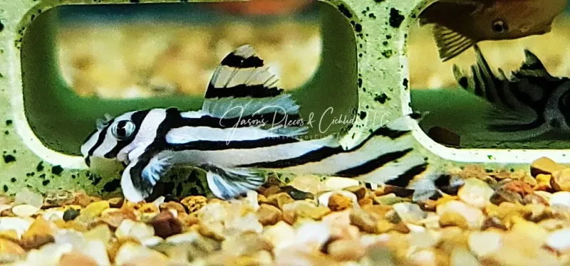 L046 Zebra Pleco For Sale Online (Hypancistrus zebra)