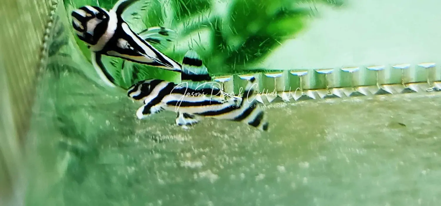 L046 Zebra Pleco For Sale Online (Hypancistrus zebra)
