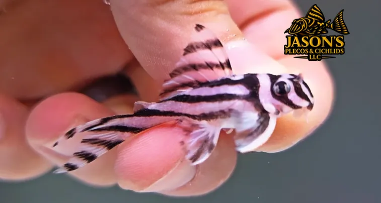 L046 Zebra Pleco - (Hypancistrus zebra) Snub-nosed
