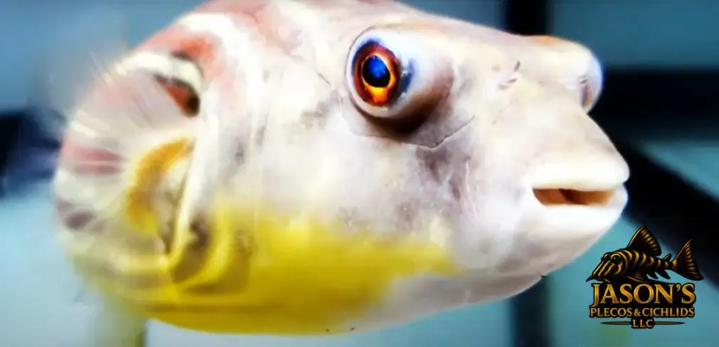 Fahaka Puffer - (Tetraodon lineatus)