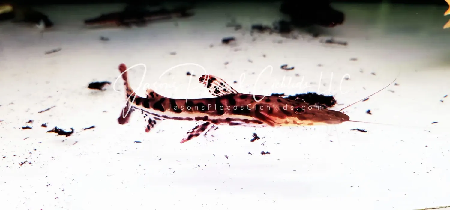 Tiger Shovelnose Catfish - (Pseudoplatystoma fasciatum)