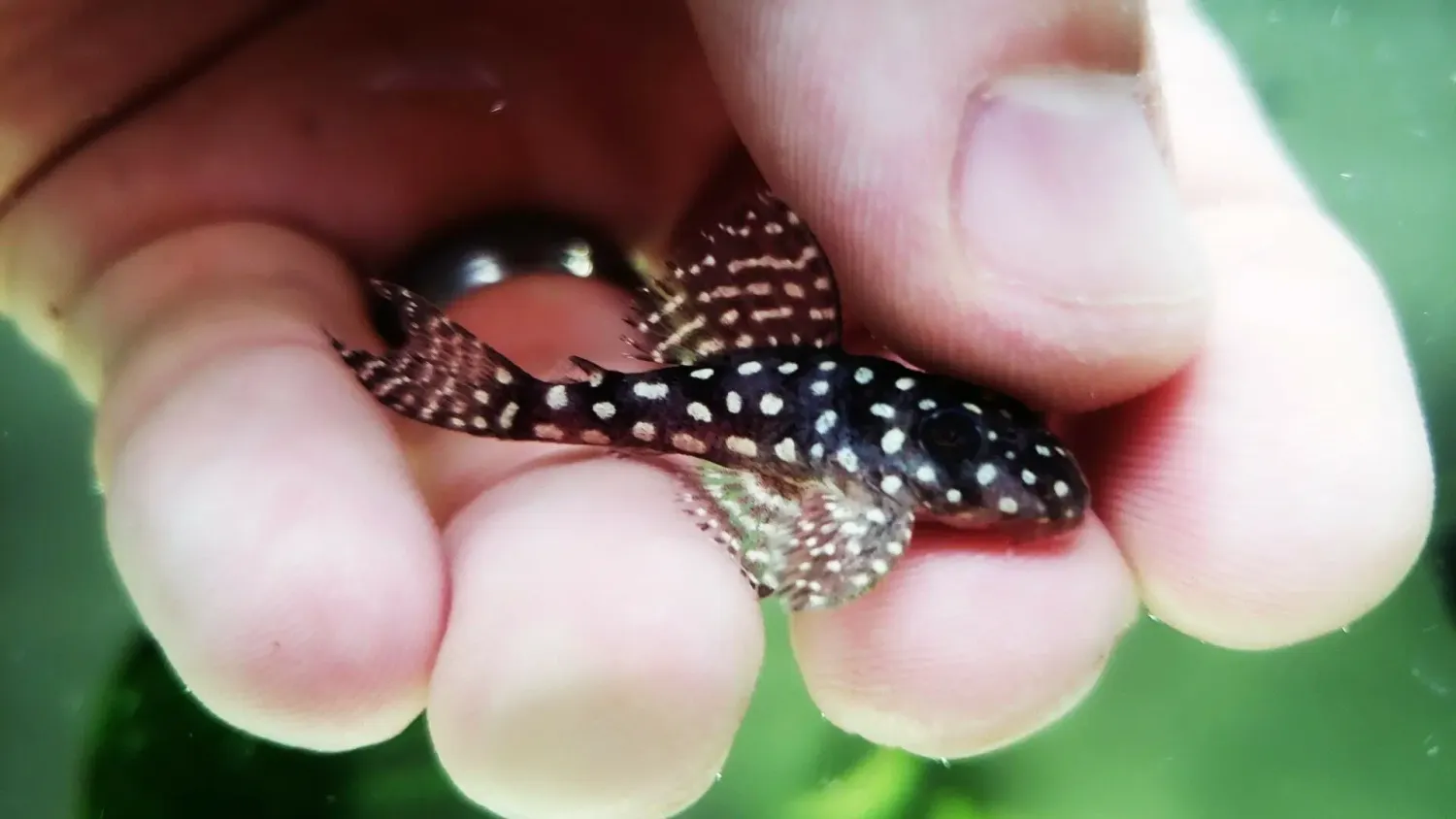 L136 Angelicus Pleco - (Hypancistrus sp.)