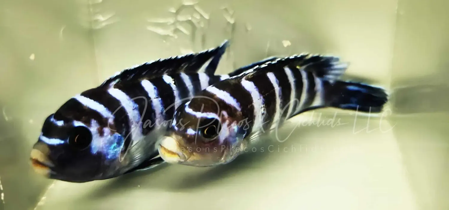 Dwarf Mbuna - (Pseudotropheus demasoni)