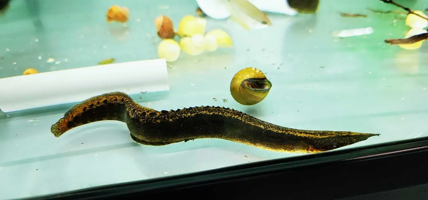 Tire Track Eel - (Mastacembelus armatus)