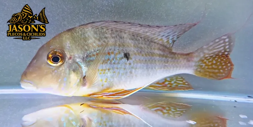 Geo Cichlid - (Geophagus altifrons)