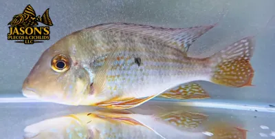 Geo Cichlid - (Geophagus altifrons) Geo Cichlid - (Geophagus altifrons)