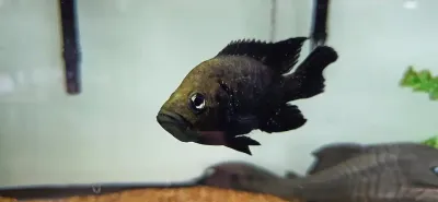 Polleni Cichlid/Starry Night Cichlid - (Paratilapia polleni)