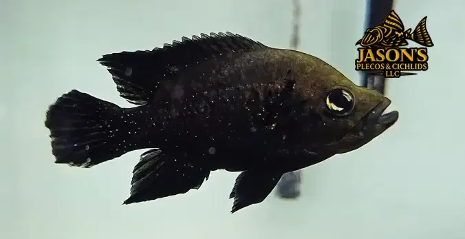 Polleni Cichlid/Starry Night Cichlid - (Paratilapia polleni)