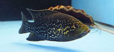 Polleni Cichlid/Starry Night Cichlid - (Paratilapia polleni)