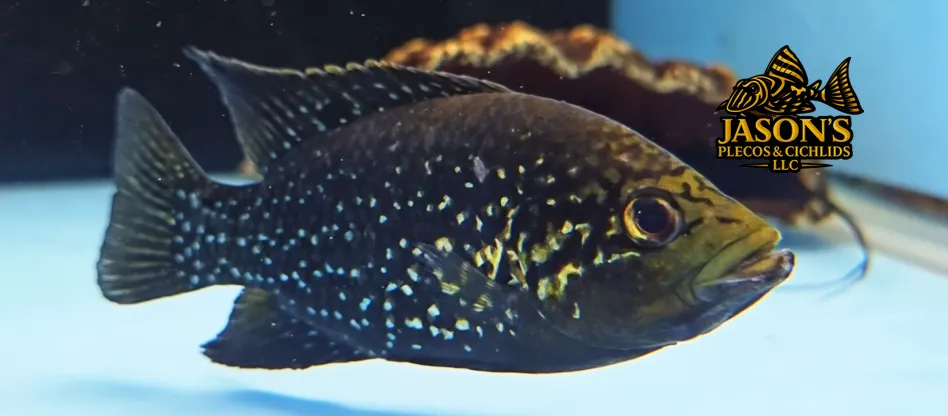 Polleni Cichlid/Starry Night Cichlid - (Paratilapia polleni)