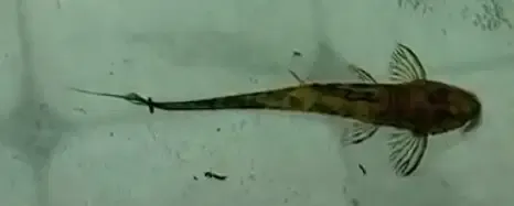 Chameleon Whiptail - (Pseudohemiodon aff. apithanos) Piebald