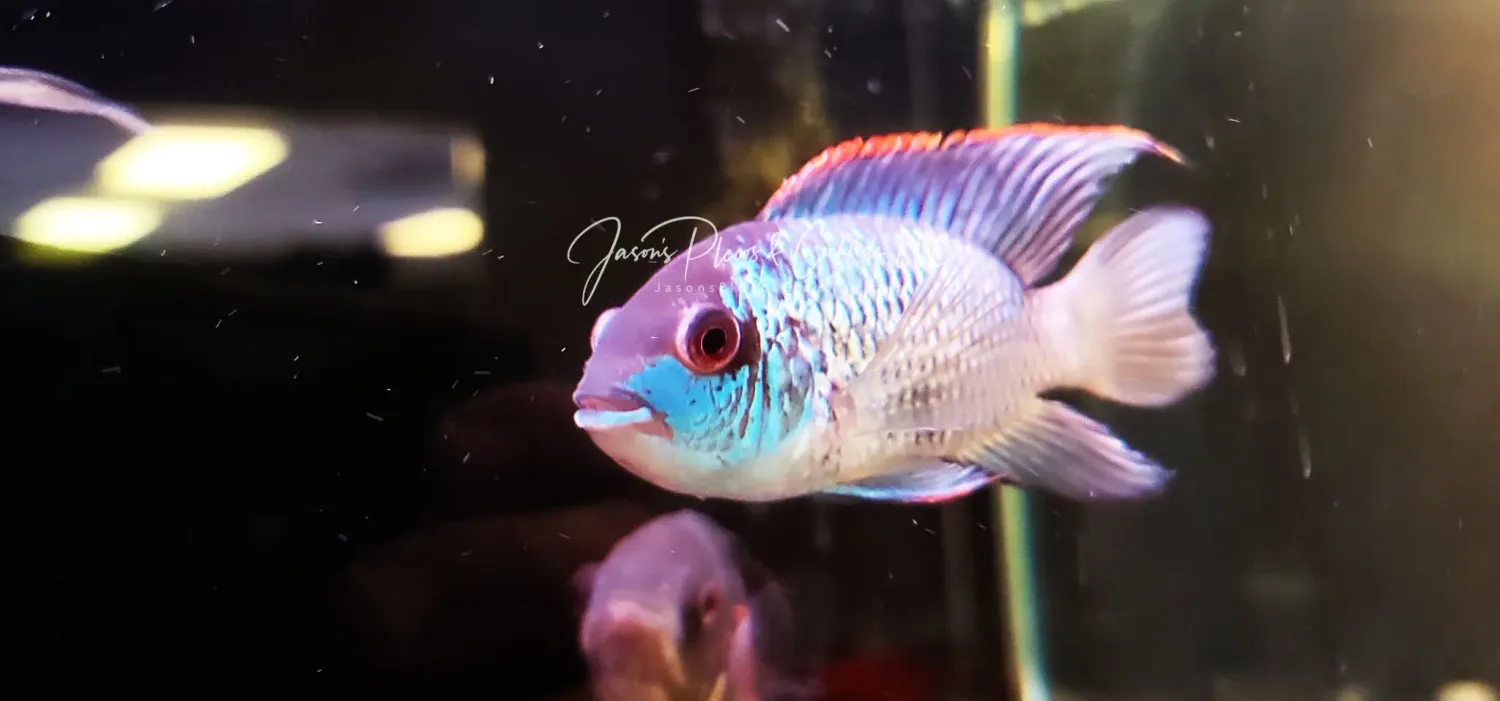 Electric Blue Acara - (Andinoacara pulcher)