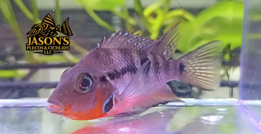 Firemouth Cichlid - (Thorichthys meeki)