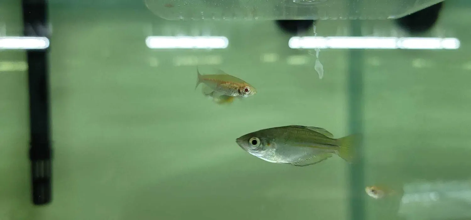 Albino Congo Tetra - (Phenacogrammus interruptus)