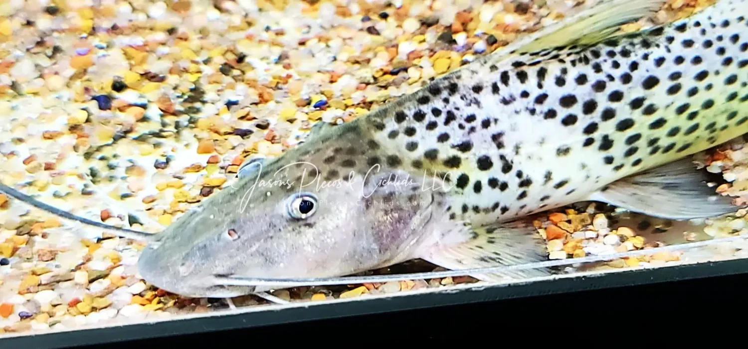 Bolt Catfish - (Aguarunichthys torosus)