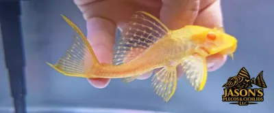 Albino L165 Sail Fin Pleco - (Pterygoplichthys gibbiceps)
