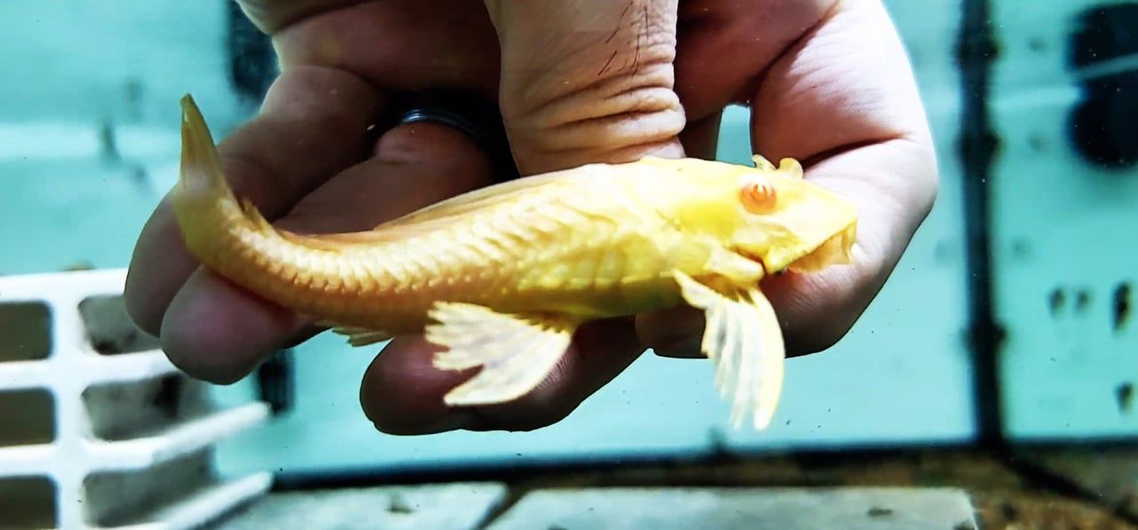Albino L165 Sail Fin Pleco - (Pterygoplichthys gibbiceps)