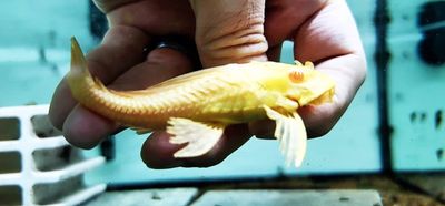 Albino L165 Sail Fin Pleco - (Pterygoplichthys gibbiceps)