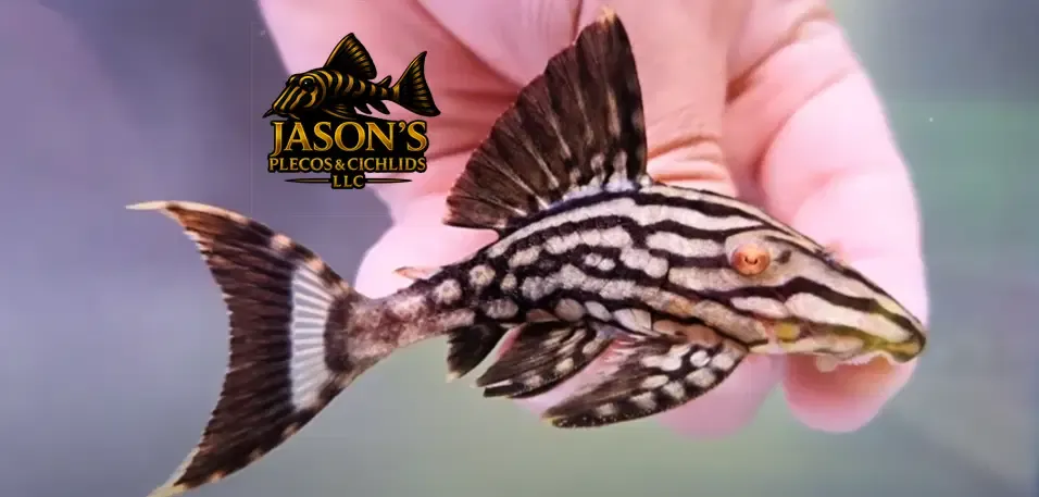 L330 Watermelon Pleco - (Panaque nigrolineatus laurafabianae)