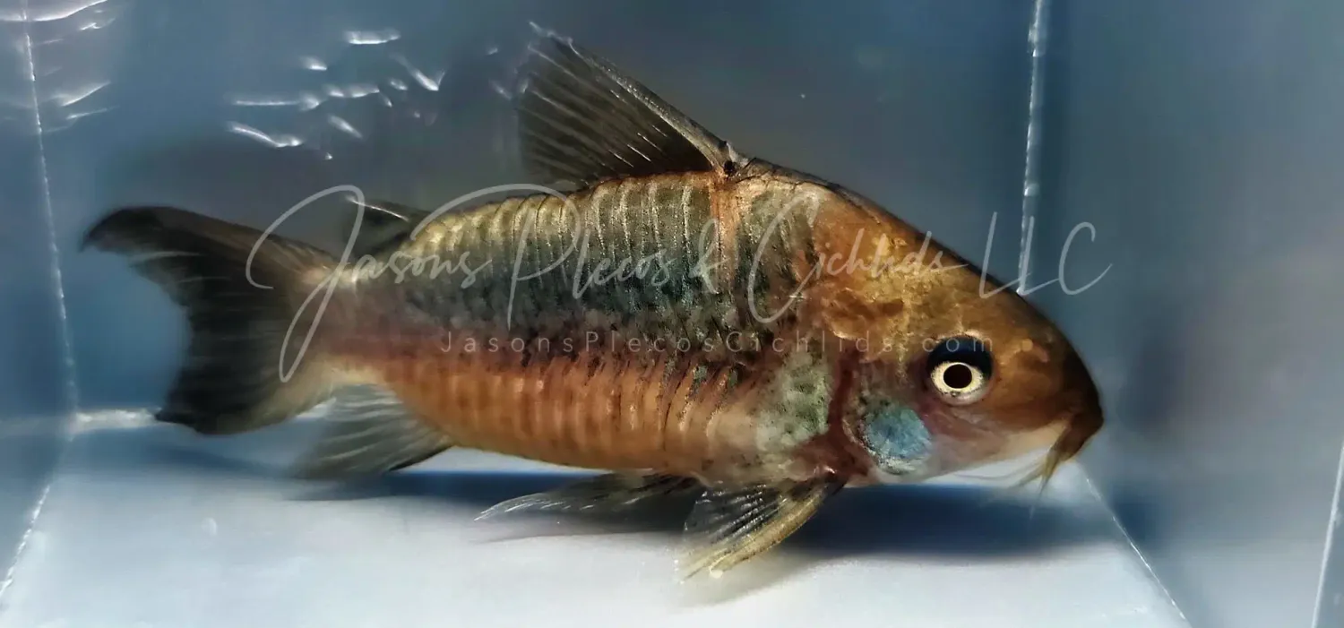 Pantanal Cory C005 - (Corydoras (lineage 8 sub-clade 3) Pantanalensis