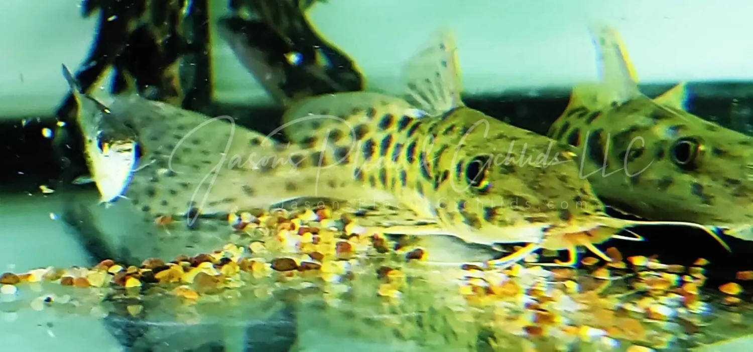Giraffe Catfish - (Auchenoglanis Occidentalis)